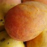 Edward Mango Fruit