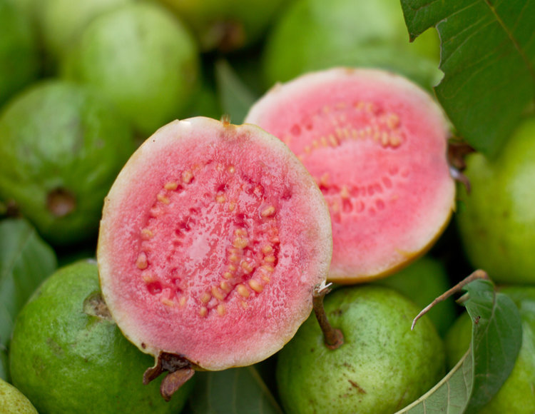 Guava Tree Pink Variety Guava Tree Pink Variety