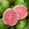 Guava Tree Pink Variety Guava Tree Pink Variety