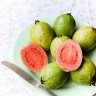 Guava Tree Pink Variety Guava Tree Pink Variety