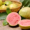 Guava Tree Pink Variety Guava Tree Pink Variety