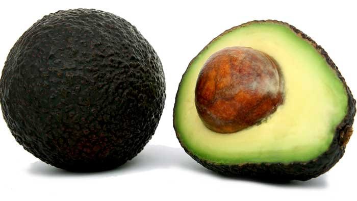 Avocado Tree Brazos Belle Cold Hardy Variety Grafted  Avocado Tree Brazos Belle Cold Hardy Variety Grafted