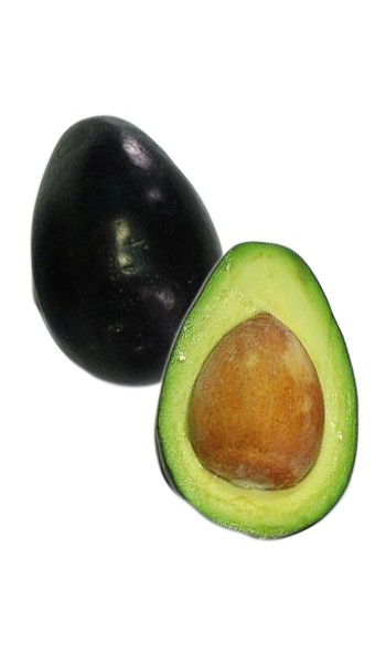 Brazos Belle Avocado Fruit Brazos Belle Avocado Fruit