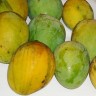 Carrie Mango Fruit