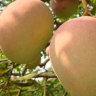 Mango Tree Son Pari Collectors Variety Grafted Mango Tree Son Pari Collectors Variety Grafted