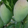 Mango Tree Himsagar Collectors Variety Grafted Mango Tree Himsagar Collectors Variety Grafted