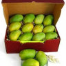 Mango Tree Himsagar Collectors Variety Grafted Mango Tree Himsagar Collectors Variety Grafted