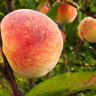 Peach Tree Peach Tree