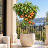 Peach Tree Grafted Peach Tree Grafted