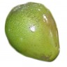 Poncho Avocado Fruit Poncho Avocado Fruit