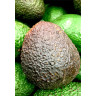 Avocado Tree Super Hass Variety Grafted Avocado Tree Super Hass Variety Grafted