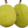 Jackfruit Jackfruit