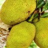 JackFruit on a tree JackFruit on a tree