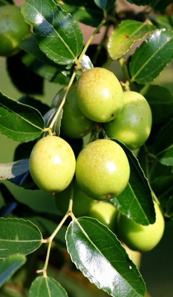 Jujube Fruit Tree Jujube Fruit Tree
