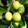 Jujube Fruit Tree