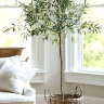 Arbequina Olive Plant Indoor Arbequina Olive Plant Indoor