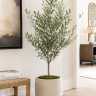 Olive Tree Arbequina Variety Olive Tree Arbequina Variety