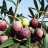 Arbequina Olive Arbequina Olive