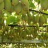 Kiwi Vines Kiwi Vines