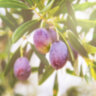 Frantoio Olive Fruit