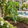 Mango Tree Ice Cream Dwarf Variety Grafted Mango Tree Ice Cream Dwarf Variety Grafted