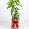 Mango Tree Ice Cream Dwarf Variety Grafted Mango Tree Ice Cream Dwarf Variety Grafted
