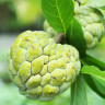 Sugar Apple Fruit Sugar Apple Fruit