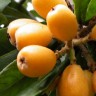 Loquat Fruit Loquat Fruit