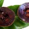 Black Sapote Fruit Black Sapote Fruit