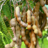 Tamarind fruit on tree Tamarind fruit on tree