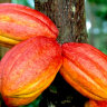 Cacao
Cacao