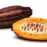 Cacao Fruit Cacao Fruit