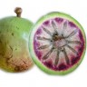 Green Caimito Fruit