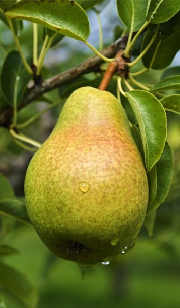 Pear Tree Pineapple Variety Grafted Pear Tree Pineapple Variety Grafted