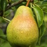 Pear Tree Pineapple Variety Grafted Pear Tree Pineapple Variety Grafted