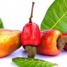 Cashew Fruit Cashew Fruit