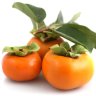 Persimmon Tree Fuyu Variety Grafted Persimmon Tree Fuyu Variety Grafted