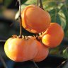 Persimmon Tree Fuyu Variety Grafted Persimmon Tree Fuyu Variety Grafted