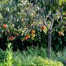 Persimmon Tree Fuyu Variety Grafted