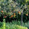 Persimmon Tree Fuyu Variety Grafted Persimmon Tree Fuyu Variety Grafted