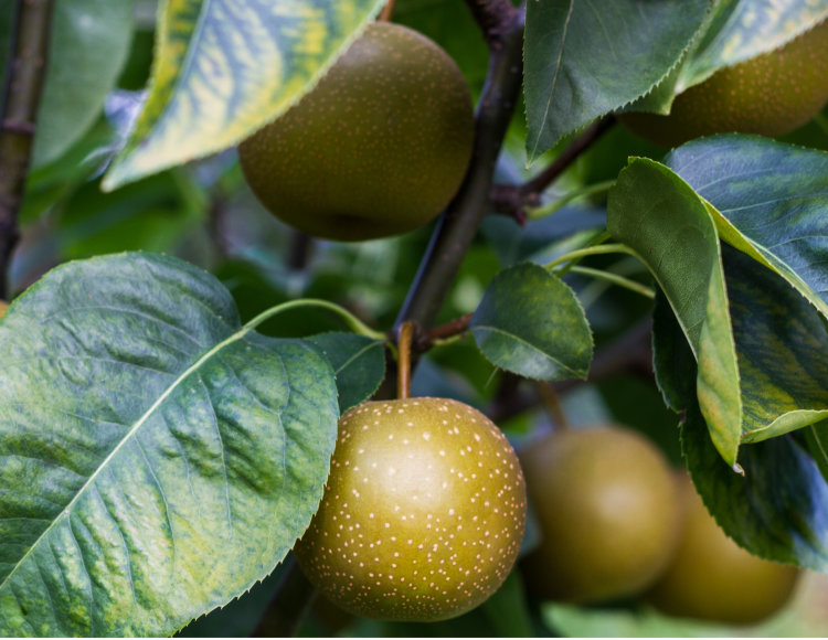 Apple Tree Dorsett Golden Variety Grafted