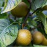 Apple Tree Dorsett Golden Variety Grafted Apple Tree Dorsett Golden Variety Grafted