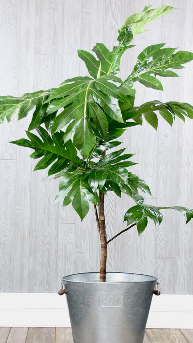 Breadfruit Breadfruit
