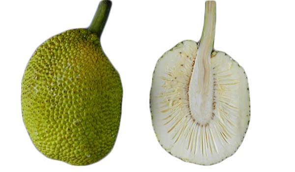 Bread Fruit Bread Fruit