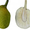Bread Fruit Bread Fruit