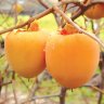 Persimmon Tree Tanenashi Variety Grafted Persimmon Tree Tanenashi Variety Grafted