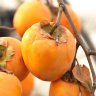 Persimmon Tree Tanenashi Variety Grafted Persimmon Tree Tanenashi Variety Grafted