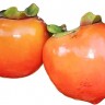 Tanenashi Persimmon Fruit Tanenashi Persimmon Fruit
