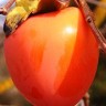 Tanenashi Persimmon Fruit Tanenashi Persimmon Fruit