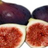 Black Mission Fig Fruit Black Mission Fig Fruit